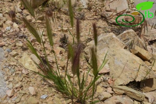 ssp leporinum-Datça-Muğla