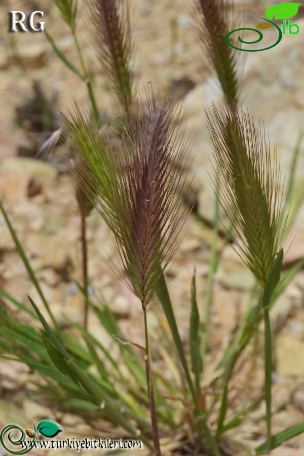 ssp leporinum-Datça-Muğla