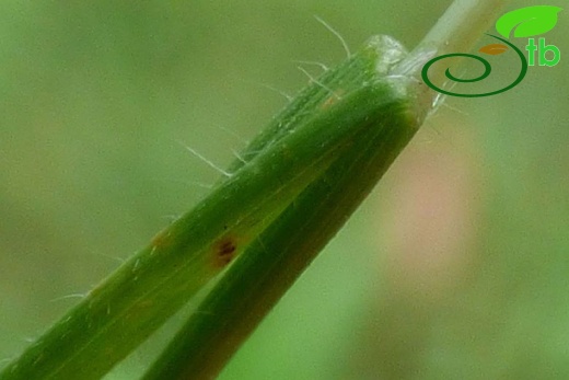 var glabriflora-Antalya