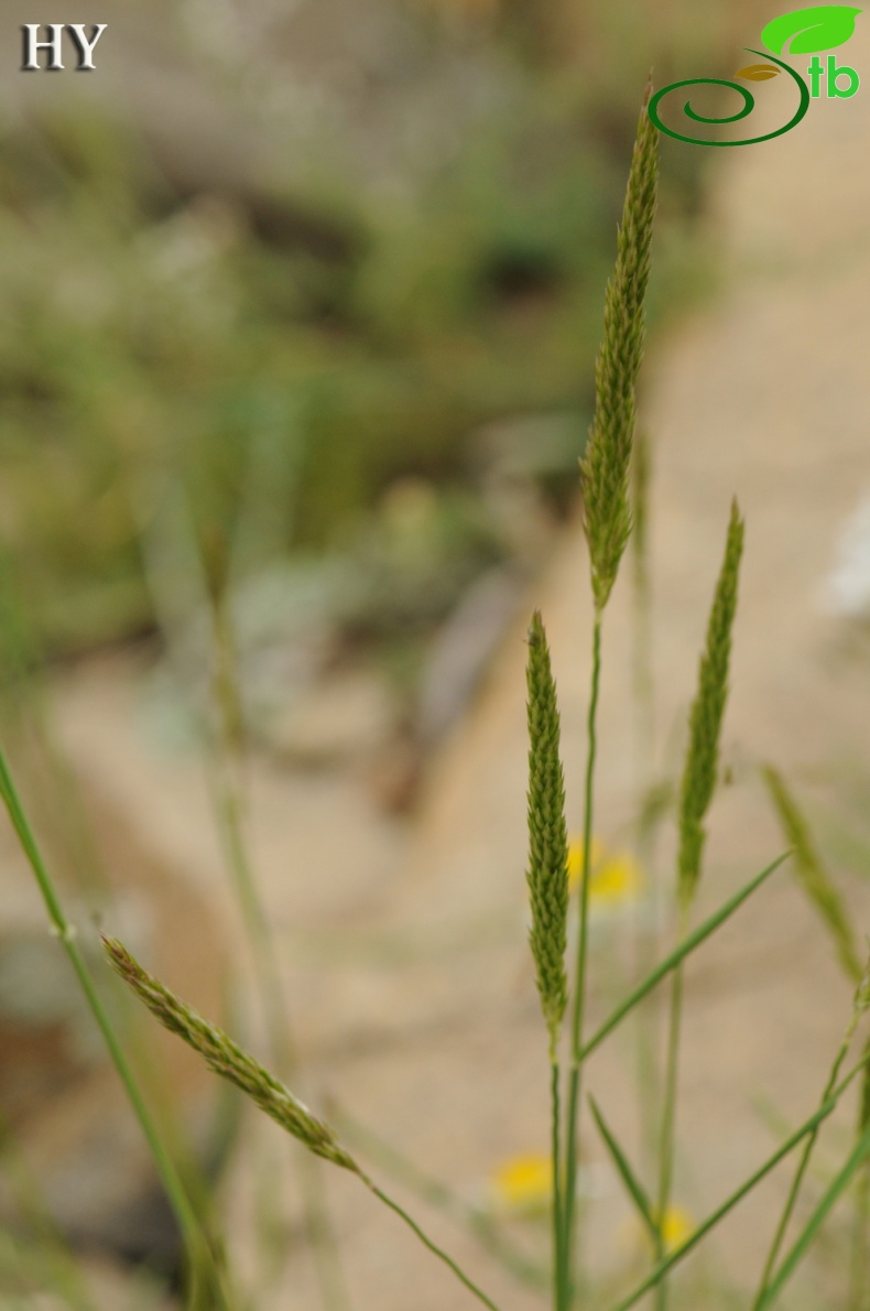 var. glabriflora- İzmir