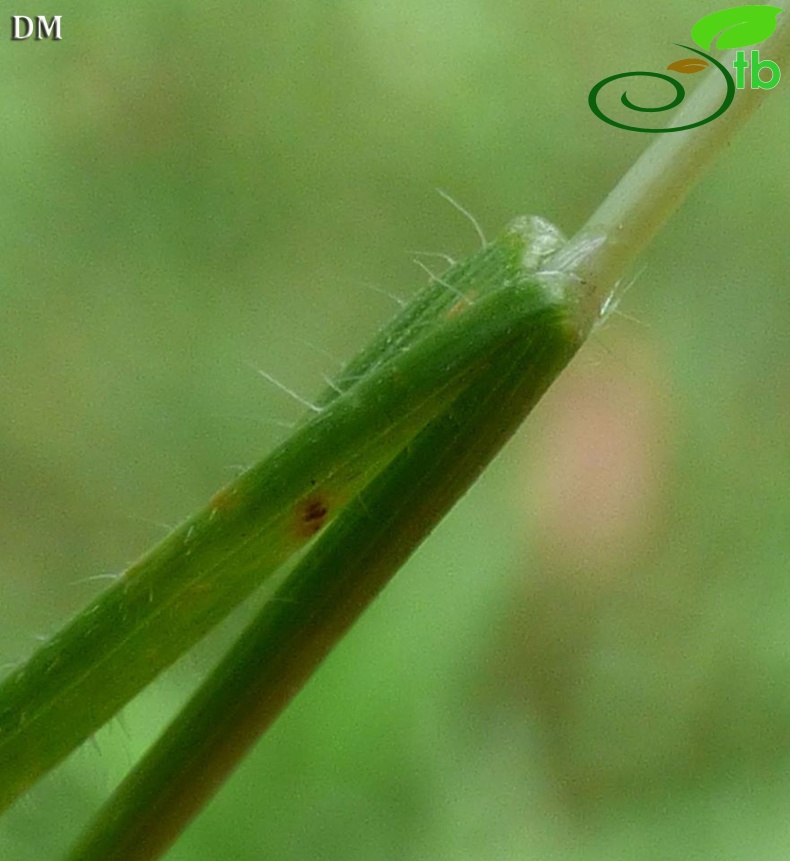 var glabriflora-Antalya