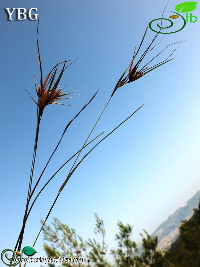 Hatay