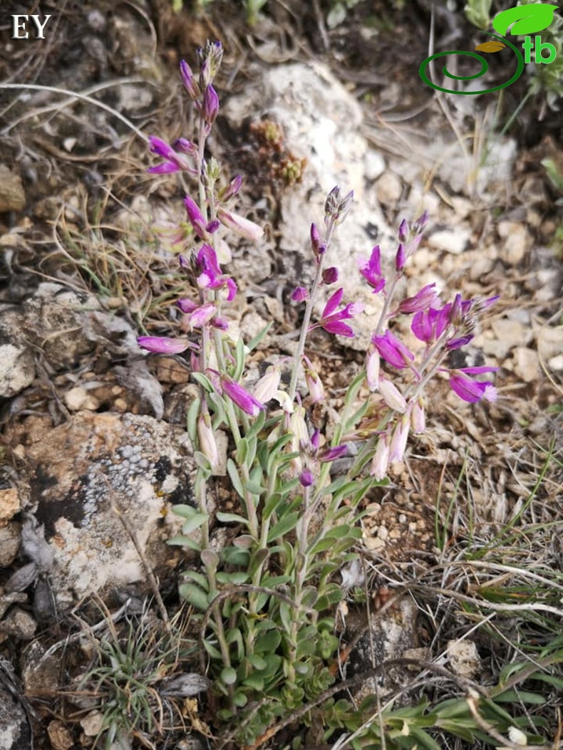 Subsp. pruinosa-Eskişehir