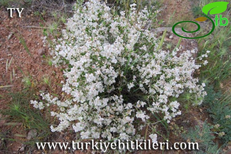 Kayseri