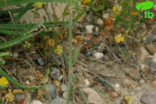 Silifke-Mersin