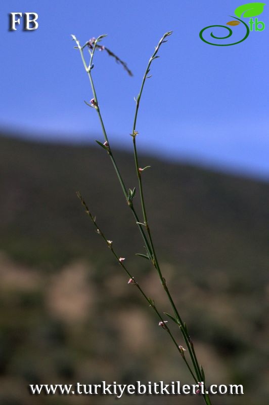 Datça-Muğla