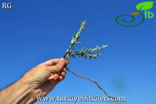 Datça-Muğla