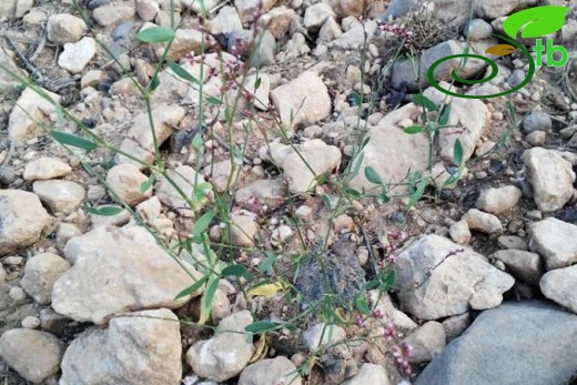 ssp patulum-Şanlıurfa