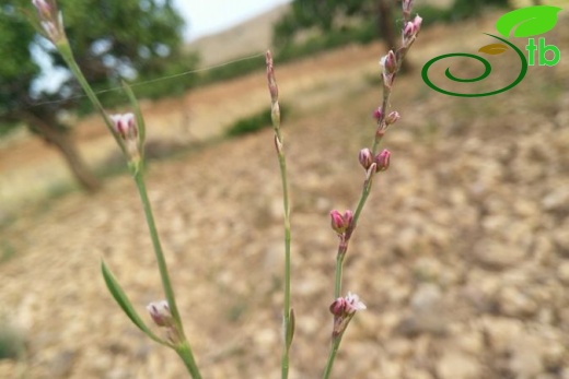 ssp patulum-Şanlıurfa
