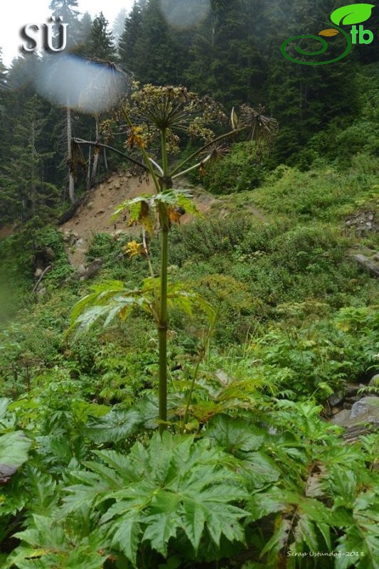 Kaçkar dağları
