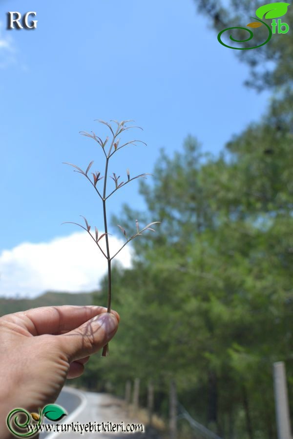 ssp dichotoma-Marmaris-Muğla