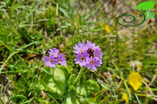 Hakkari
