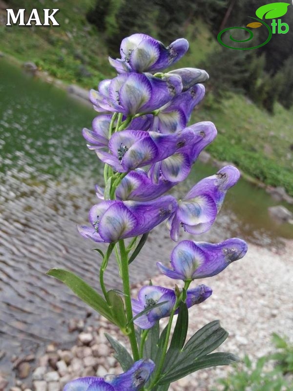 Artvin