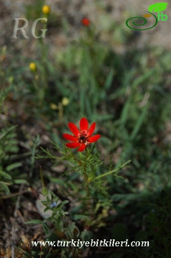 Ankara