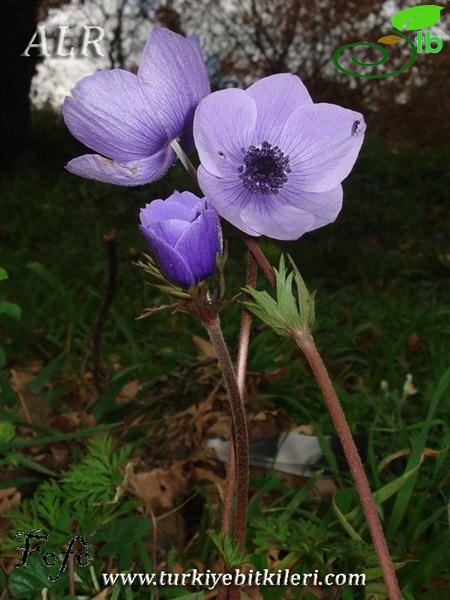 var. coronaria