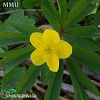 subsp. ranunculoides-Kırklareli