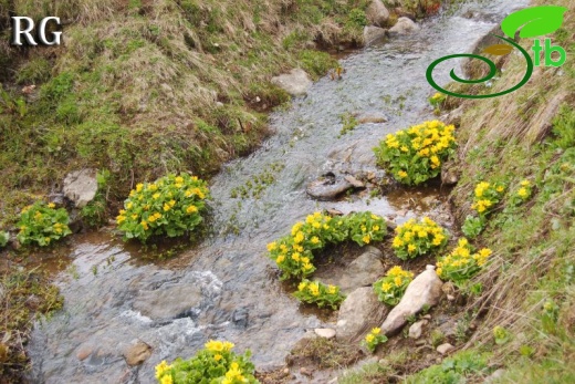 Posof-Ardahan