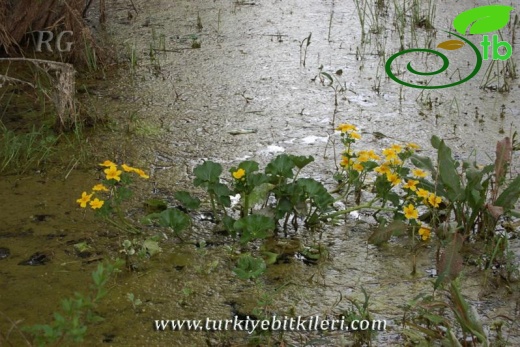 Yeniçağa-Bolu