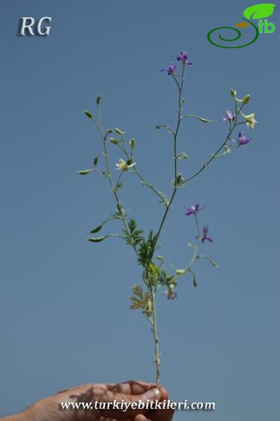 Bulanık-Muş