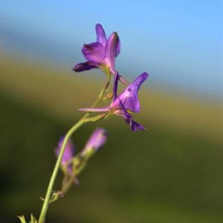 Ardahan