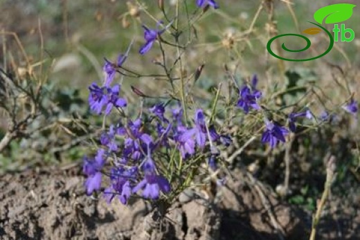 ssp paniculata var paniculata-Kazan-Ankara