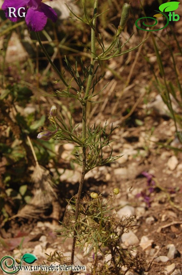 Yeniçağa-Bolu