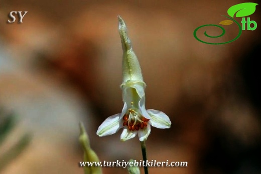 var rigida-Tunceli