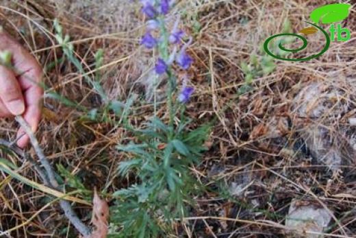 ssp anatolicum-Yeniçağa-Bolu