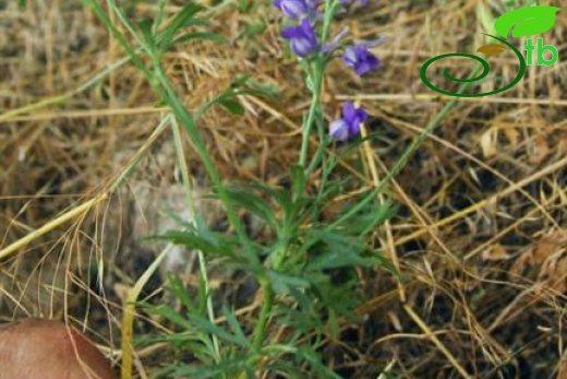 ssp anatolicum-Yeniçağa-Bolu