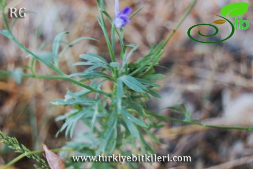 ssp anatolicum-Yeniçağa-Bolu