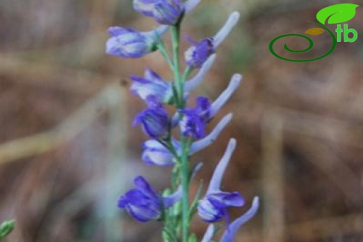 ssp anatolicum-Yeniçağa-Bolu