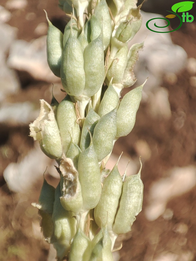 Akseki