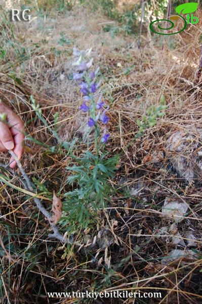ssp anatolicum-Yeniçağa-Bolu