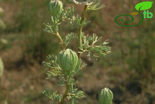 subsp. glaucescens