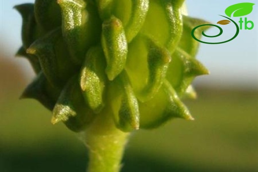 subsp. aleae-İtalya