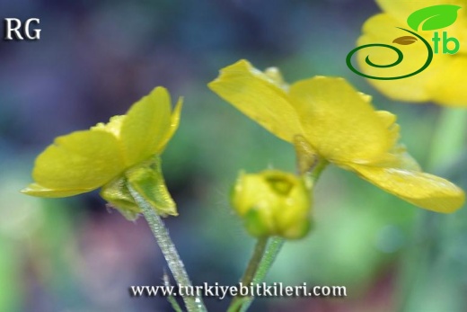 Manyas-Balıkesir
