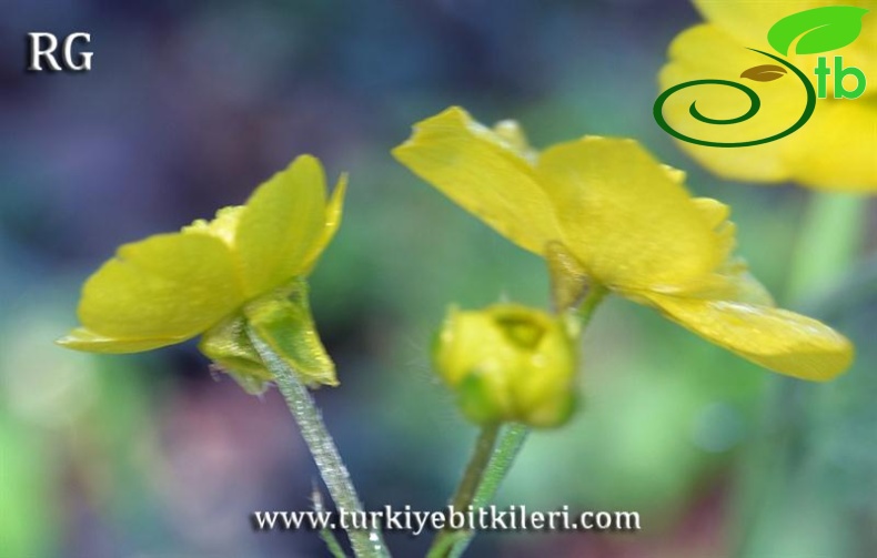 Manyas-Balıkesir