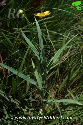 Abant-Bolu