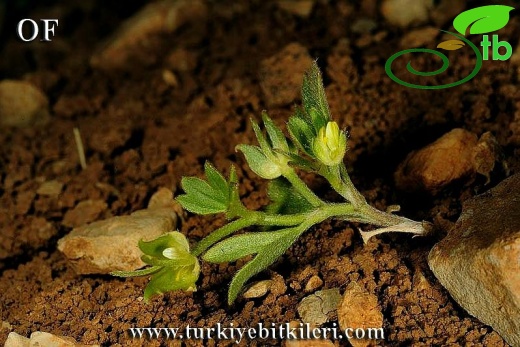 İsrail