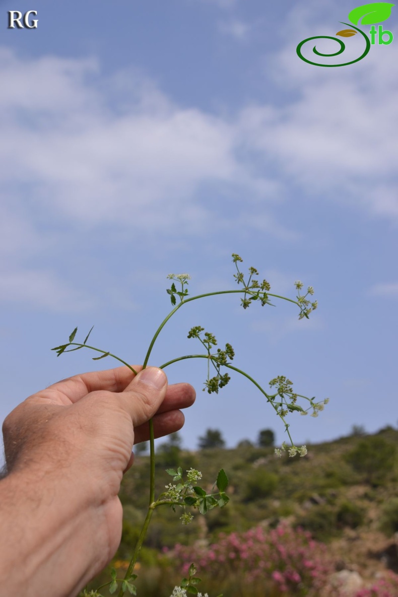 Datça-Muğla