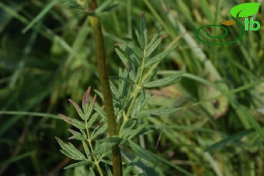 Yeniçağa-Bolu