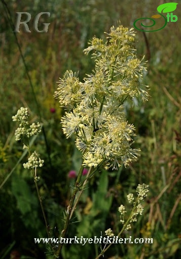 Yeniçağa-Bolu