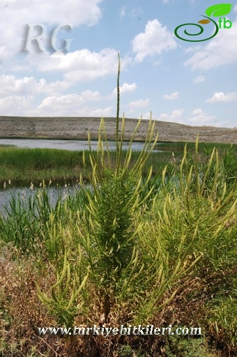 Yunak-Konya