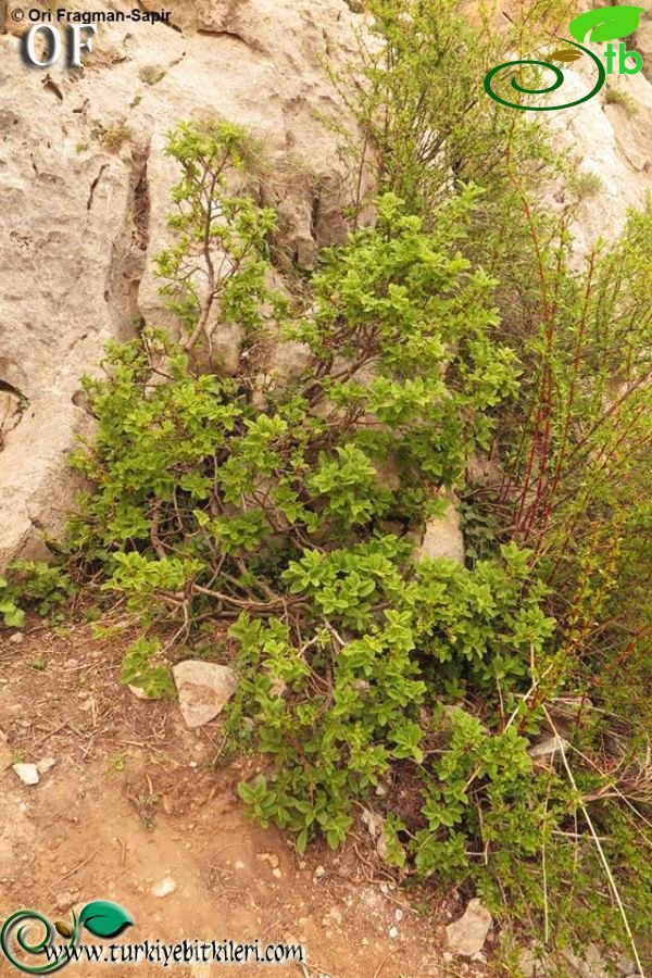 Aladağlar-Niğde