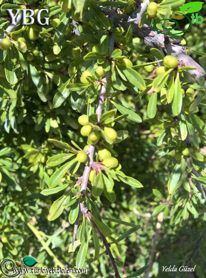 subsp. oleoides-Hatay