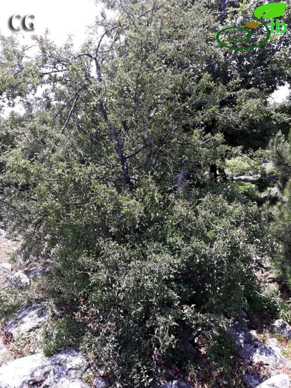 Çanakkale