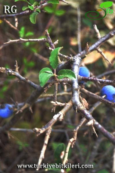 ssp dasyphylla-Manyas-Balıkesir