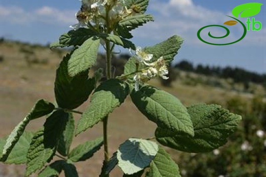 var canescens-Beypazarı-Ankara