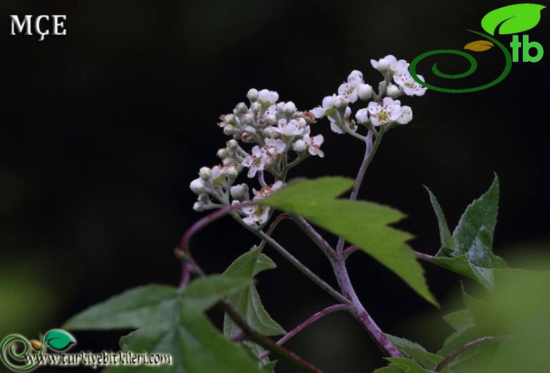 var. pinnatifida-Osmaniye