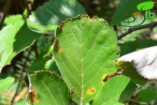 var. umbellata -Amasya